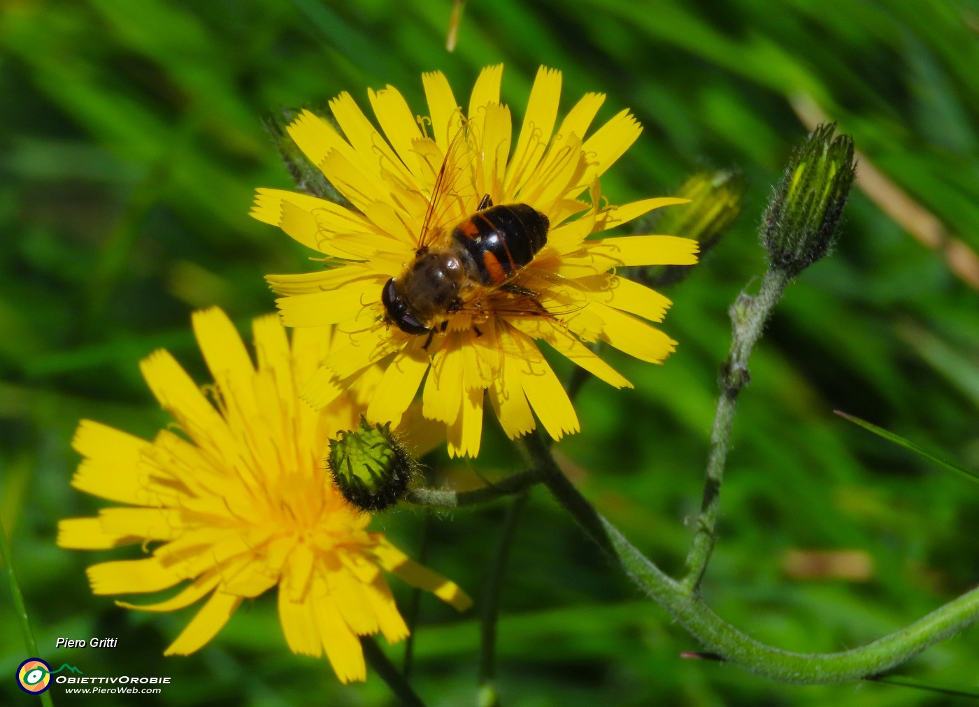 31 Apis florea.JPG